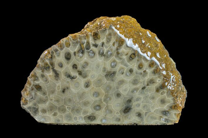 Free-Standing, Polished Petoskey Stone (Fossil Coral) - Michigan #156034